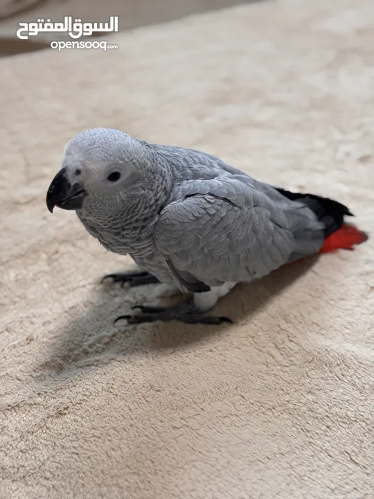 ‎‏‎فرخ كاسكو إنتاج محلي - African gray parrots local breeding