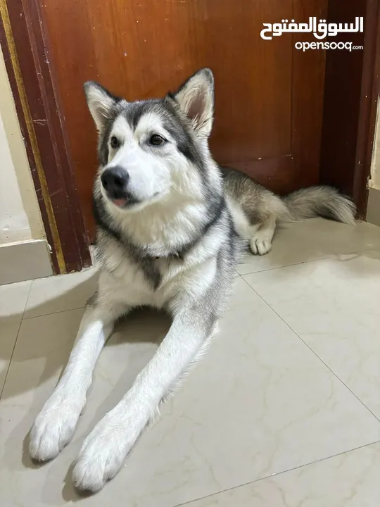 كلب هاسكي "انثي" Siberian Husky