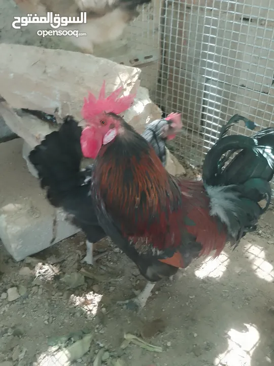 ديك وأربع دجاجات بسعر مغري