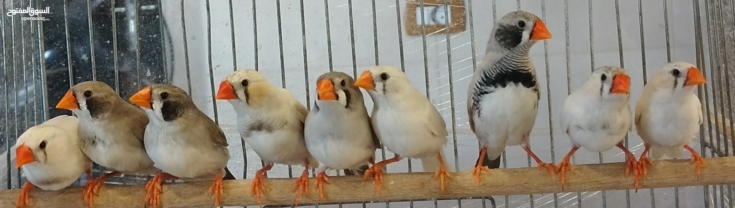 عصافير طيور جنة