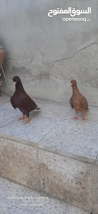 حمام للبيع