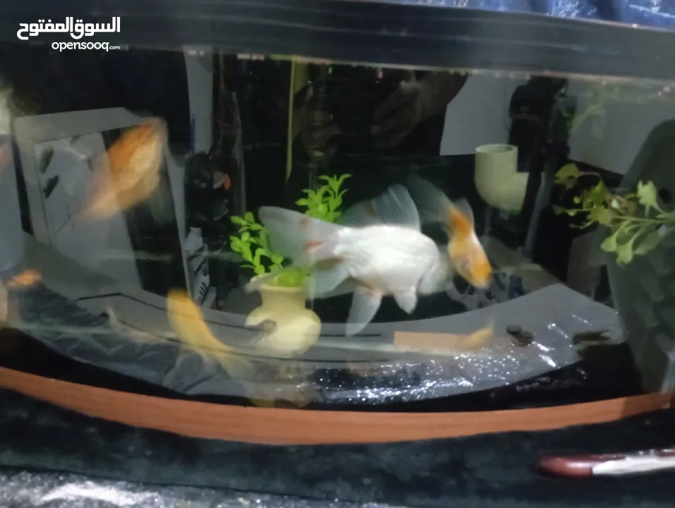 بعد الصلاة على النبي تبديل حوض سمك مع السمك مع الاكل عدى السمك 2 كبير 4 وسط 3 اصغر من الوسط 2صغير 1