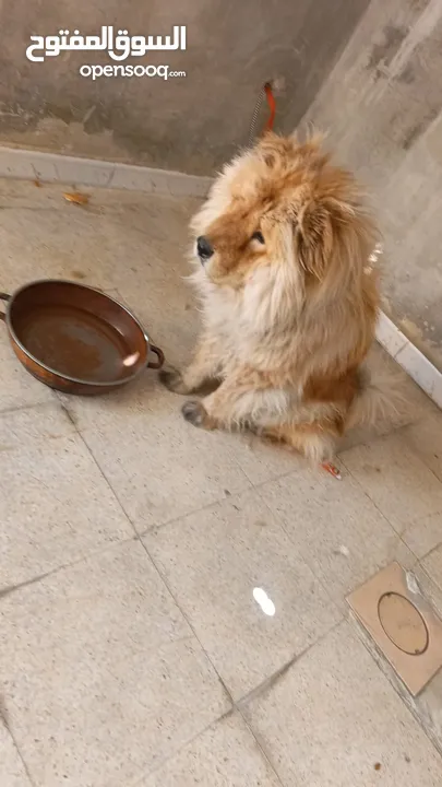 كلبه شيواوا