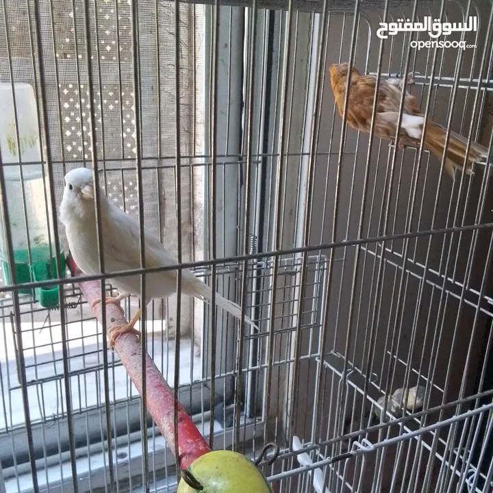 ذكور كنار جاهزين عمر سنه ونص وثاني سنه  وروز جاهزين عمر سنه ذكر واثى