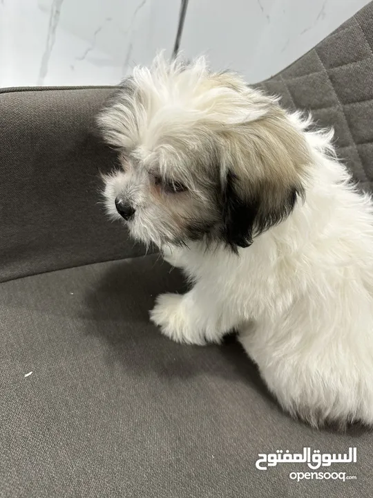 Maltese puppy 3 months