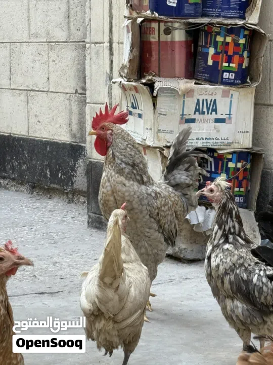 دجاج وديوك للبيع