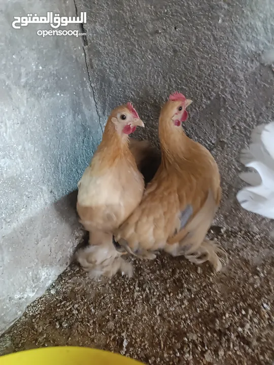 طيور مزرعه زرب الصواوين