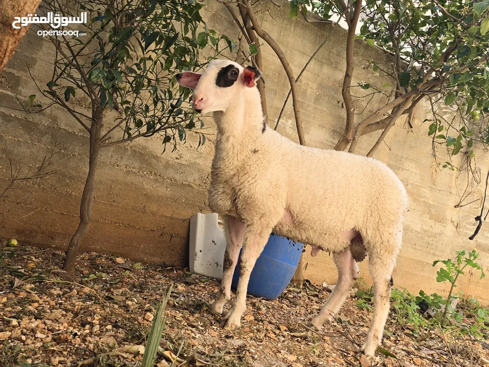 خروف نخب النخب