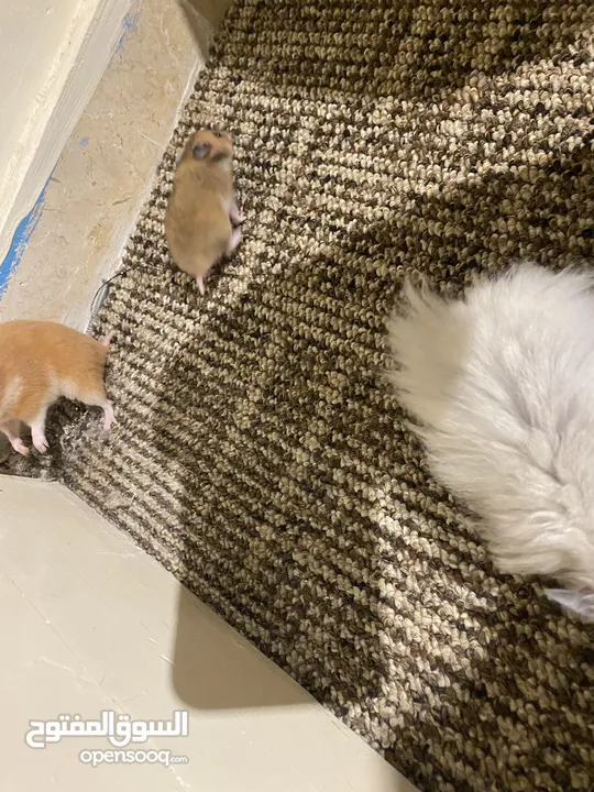 hamster هامستر للبيع عدد 7