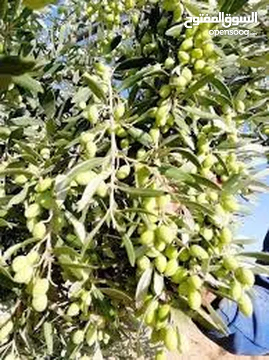 مطلوب زيت زيتون