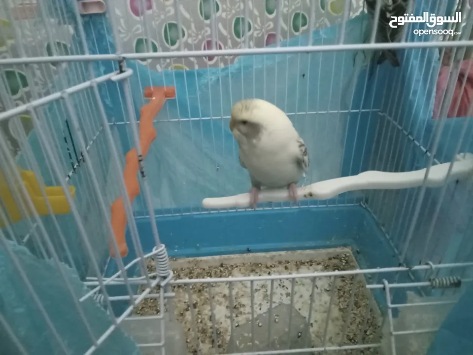 طيور الحب نوع البادجي بأحلى الألوان والأصوات