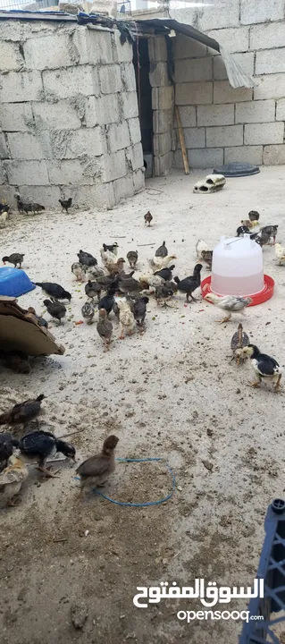 صوص جاج بلدي