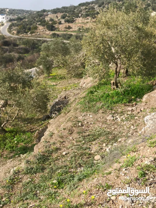 القبة الذهبية اراضي بلعا دير الغصون