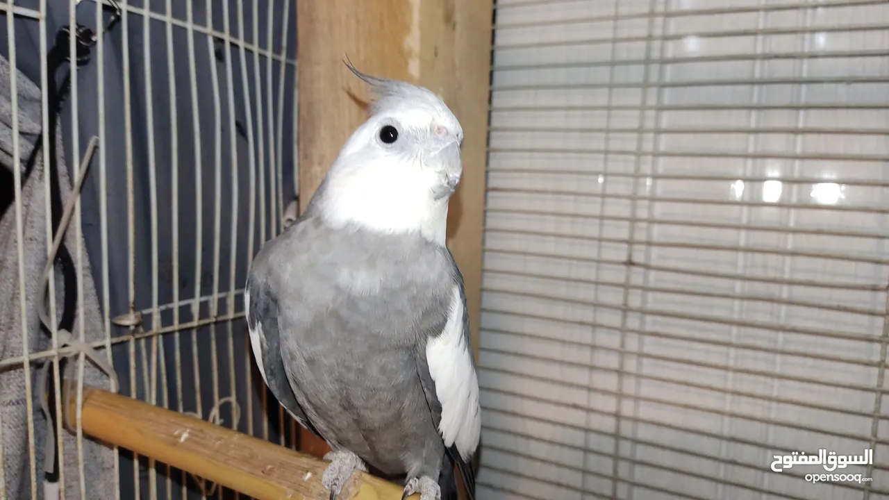 love bird, cockatiel, familiar, breeding pairs, male female