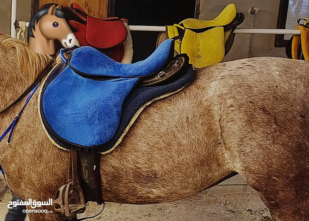 سرج مع كامل اغراضه