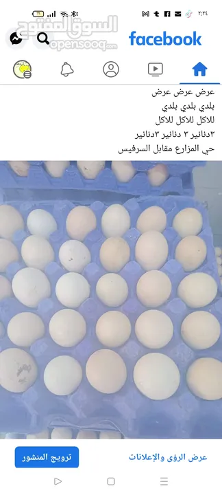 بيض لاحم مخصب ملقح مكفول80٪