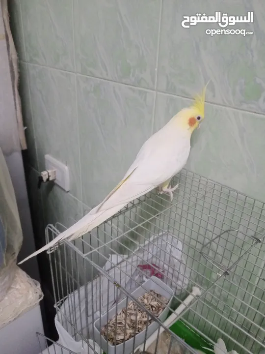 ذكر كوكتيل لاتينو ثوب كامل حجم جامبو عمر سنتين ونصف نصف أليف يصفر تصفيرات كتيرة جاهز للتزاوج