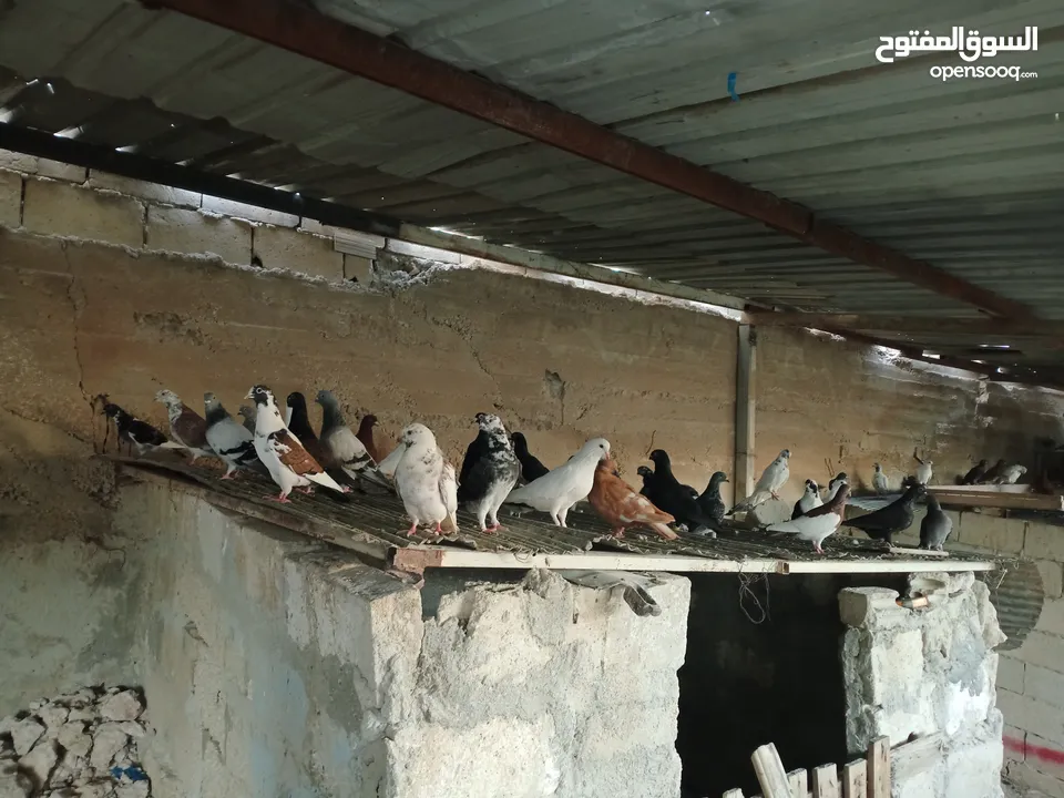 انواع حمام مشكلة للبيع