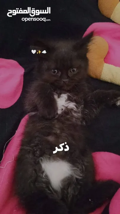 همالايا مكس شانشيلا