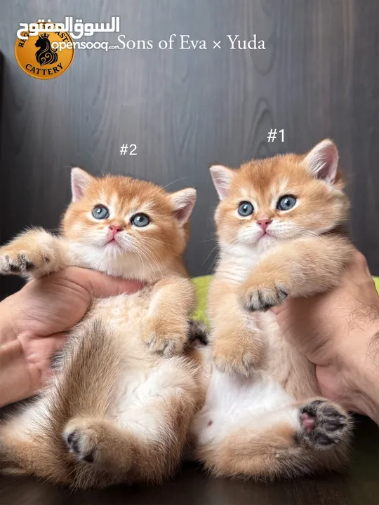 High-level British Shorthair kittens with pedigree