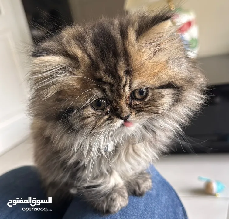 Persian long hair for sale 50 with delivery