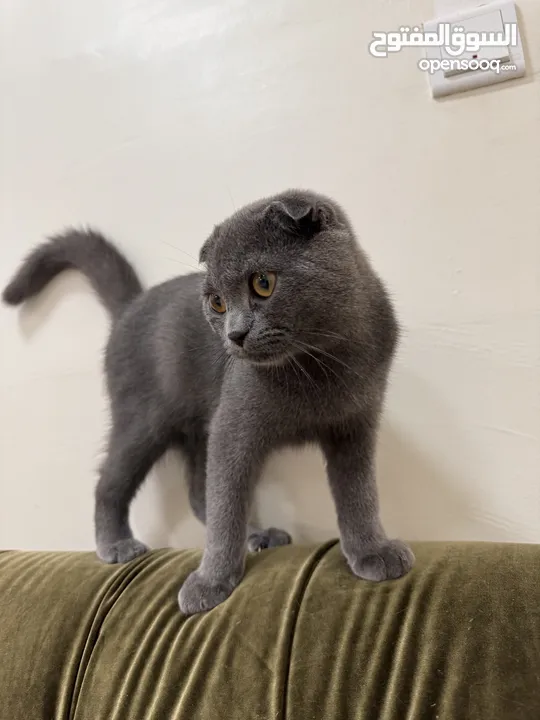 British shorthair and Scottish fold(gray)