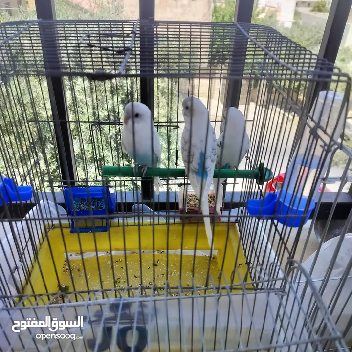 طيور حب بادجي لون مميز
