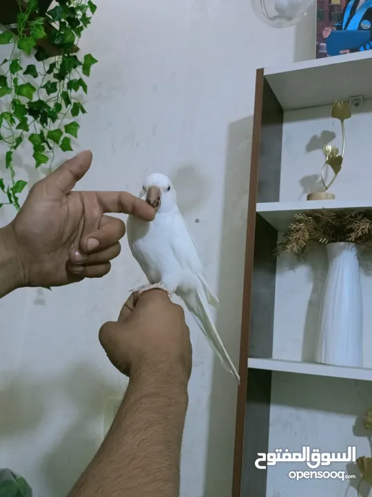 ببغاء كويكر الراهب البينو عين حمرا محجل فحل أليف وبطلع عالايد و متكلم 9 كلمات