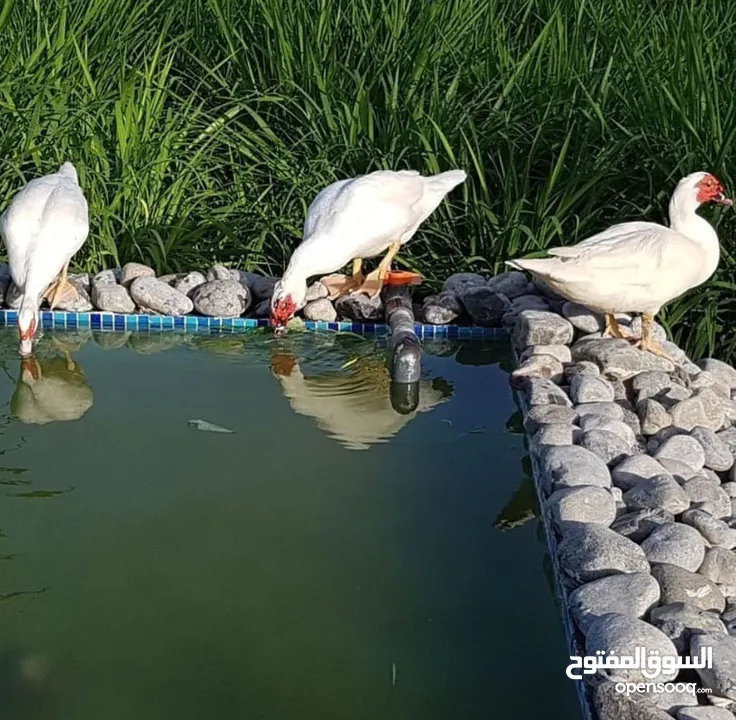 للبيع مزرعة خمس نجوم في ولاية المصنعة الملدة جهة الجنوب