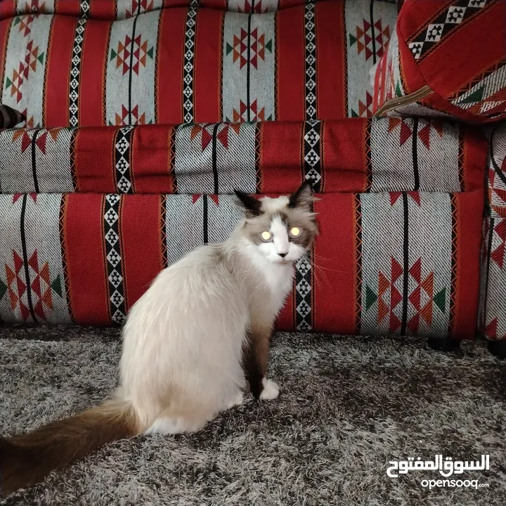 قطه رادغول للبيع