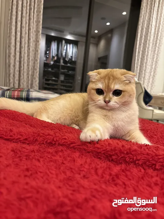 Golden Scottish fold cat