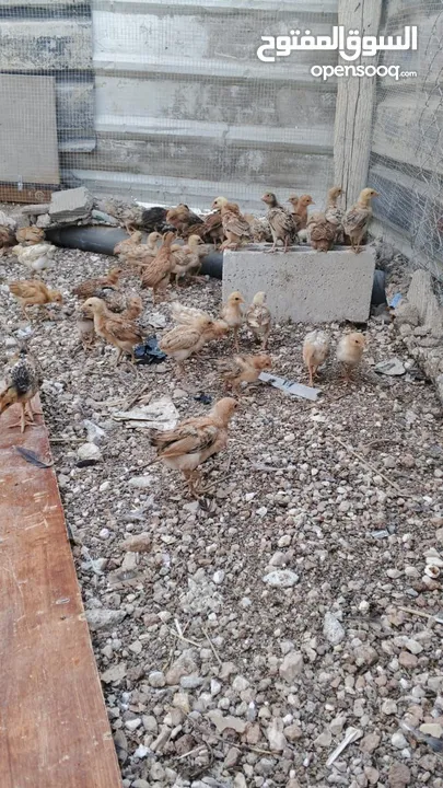 خم حمام بلدي ومعو انواع +صيصان بلدي عمر 33 يوم  للبيع بسعر الحرق الله يبارك لصاحب النصيب