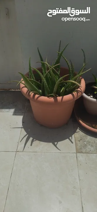 Plant Pot with Aloe Vera plant