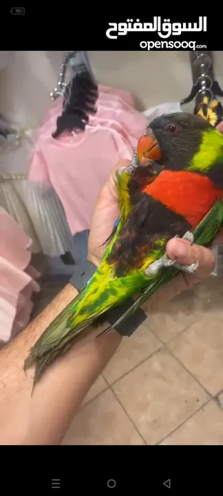 ببغاء الوري محجله الطائره حلوه