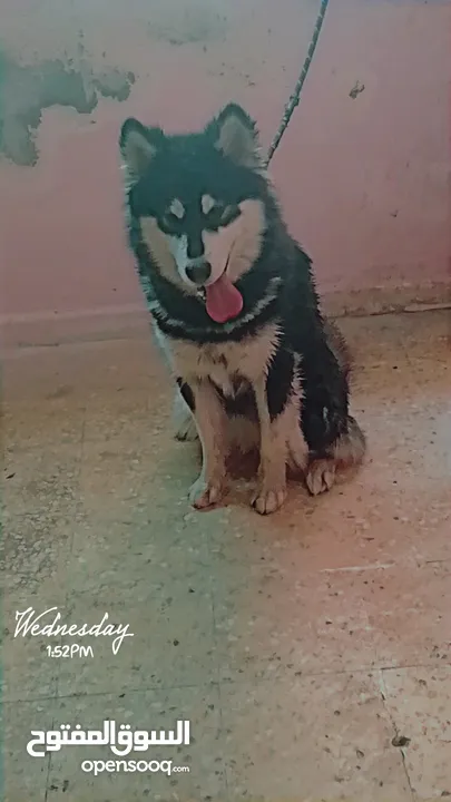 كلب هاسكي انثى