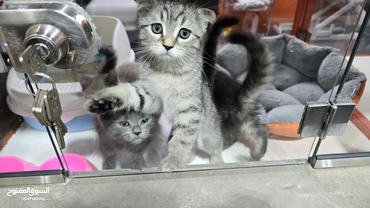 Scottish fold cats 2 month old سكوتش فولد عمر شهرين