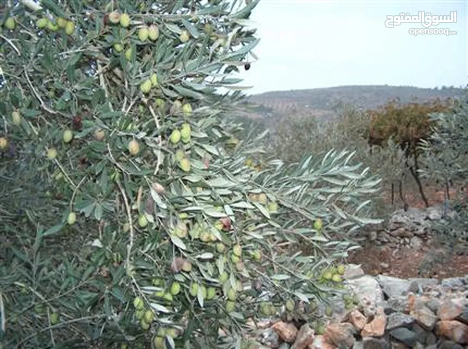 2دونم للبيع في كفرراعي (جنين)