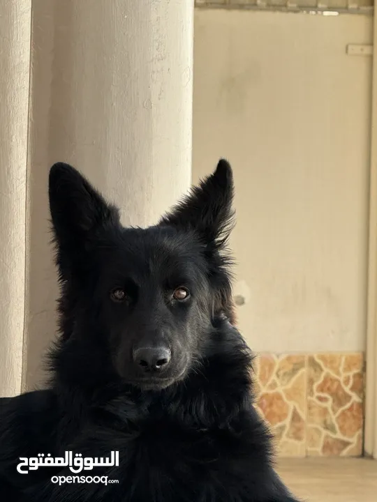 Pure breed black male German Shepherd