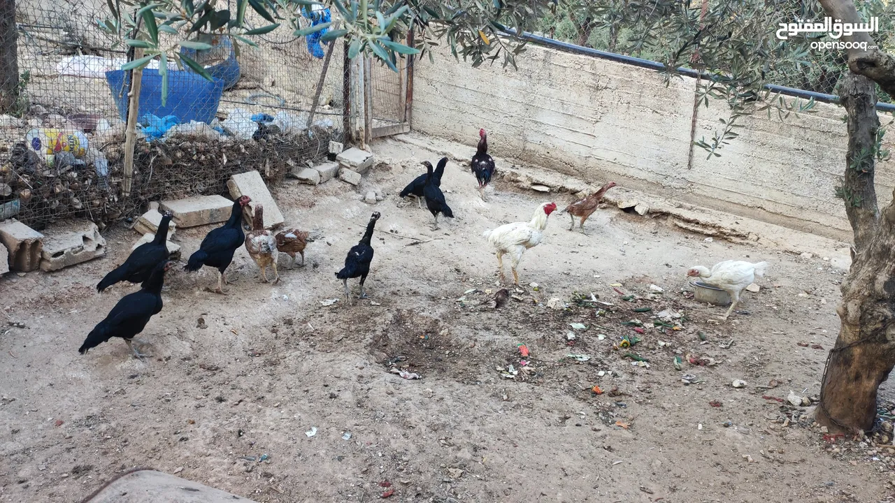 باكستاني نخب
