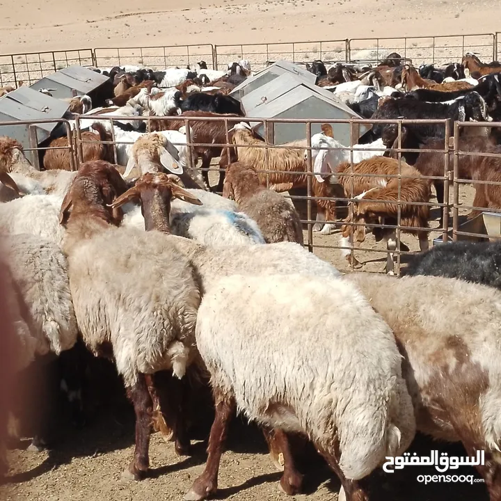 صباحي جديان خرفان نعاج وثنايا نخب النخب