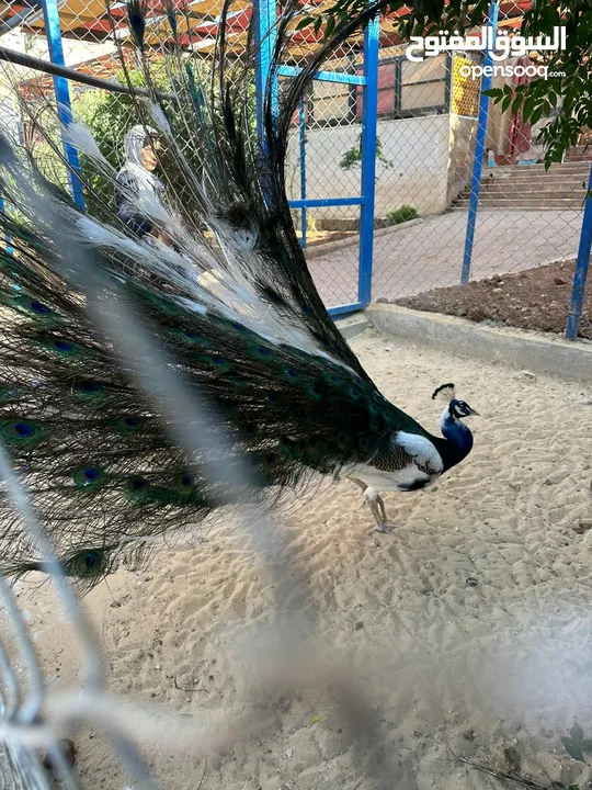 طاووس مشجر