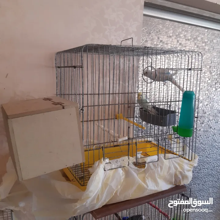 طيور حب للبيع سعر الجوز 15دينار مع قفص والمعالفه وبياضاه . طيور حب انجليزي