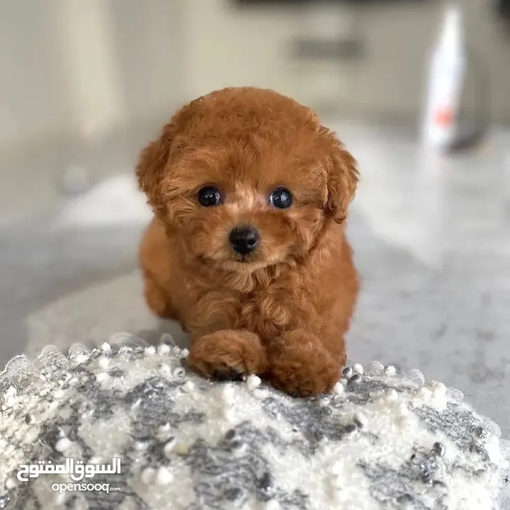 Mini Toy Poodle