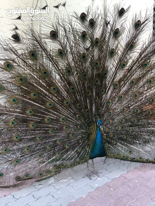 peacock , 2 males with tail, 2 female, 1 white and 1 brown