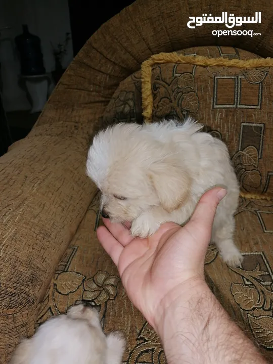 انثى فرنش تيرير عمر شهرين   puppy 2-months female - French Terrier
