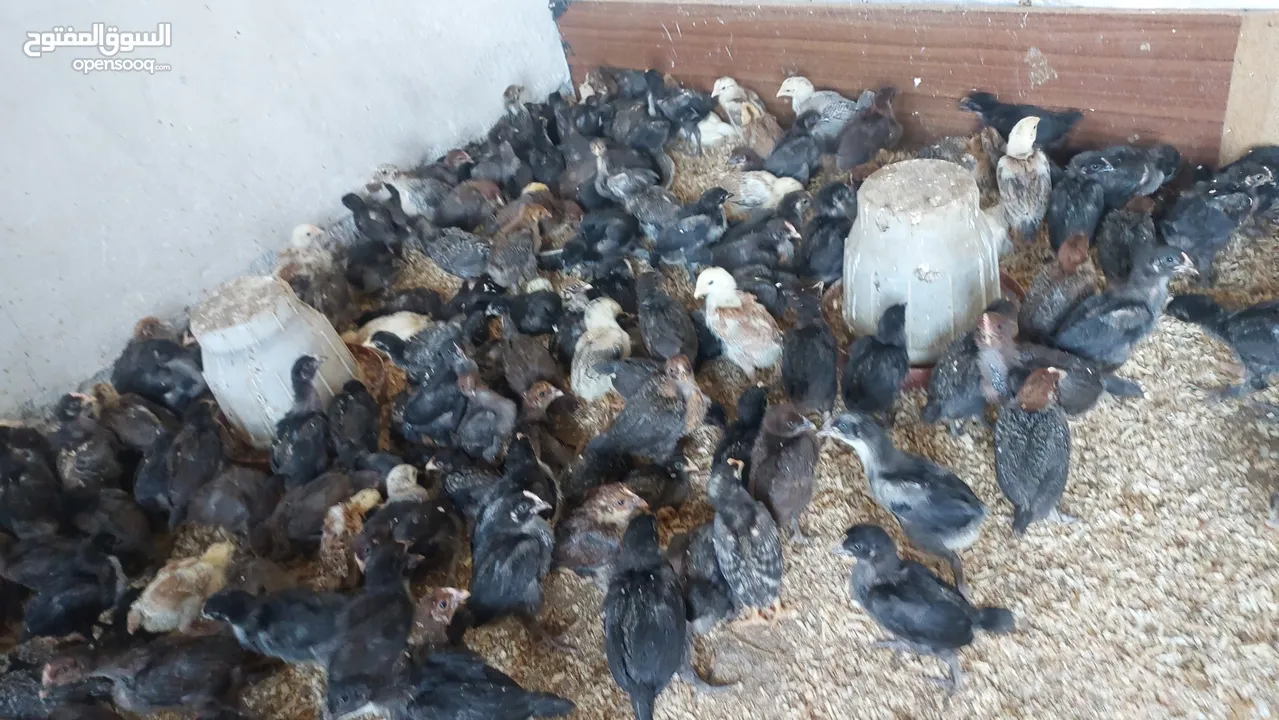صيصان بلدي