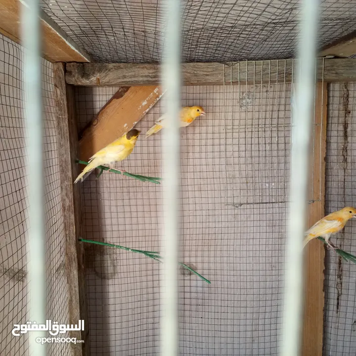 كنار للبيع