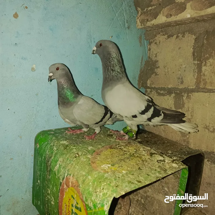 حمام زق لناس الغانمه