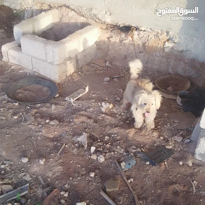 كلب فرنسي للبيع اسعر 70دينار