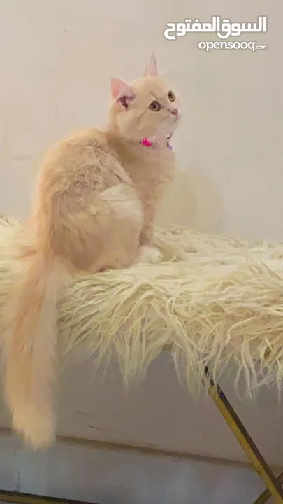 قطه شيرازية للبيع persian cat for sale